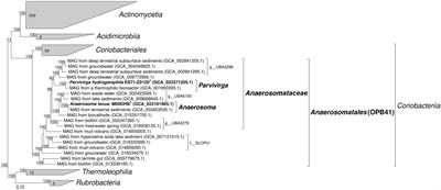 The first cultivated representatives of the actinobacterial lineage OPB41 isolated from subsurface environments constitute a novel order Anaerosomatales